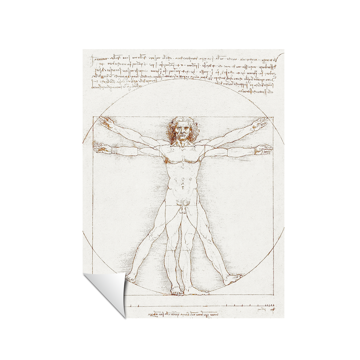 Leonardo da Vinci's Vitruvian Man, 152