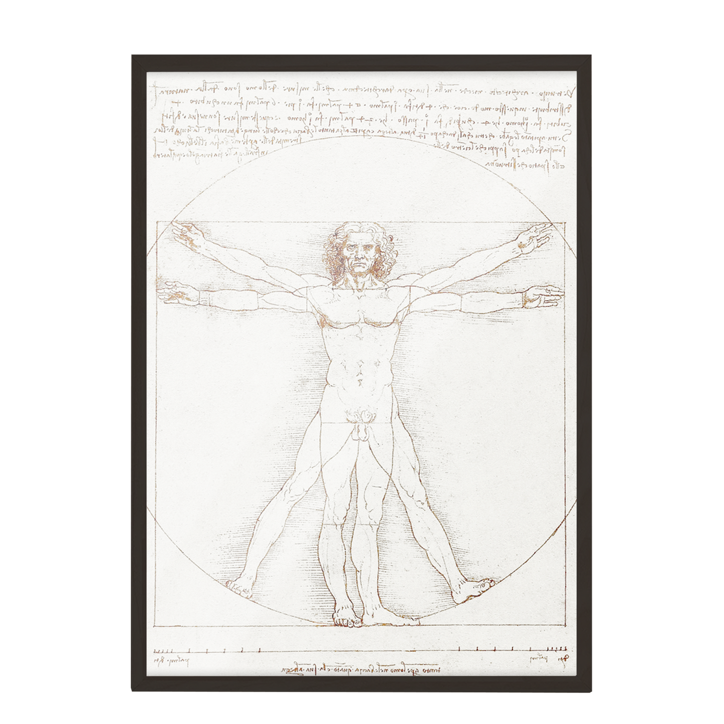 Leonardo da Vinci's Vitruvian Man, 152