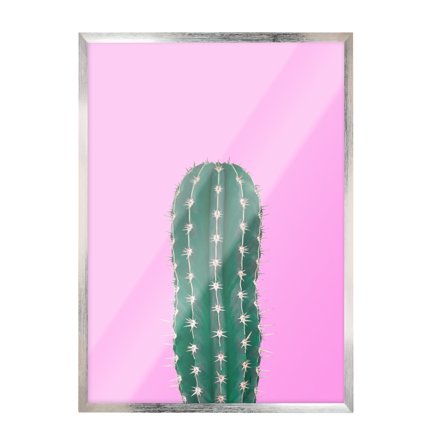 Cactus fondo Fucsia 268