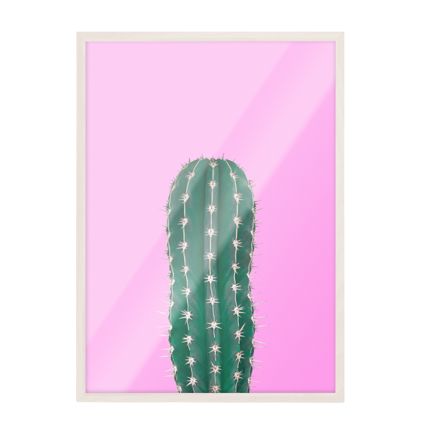 Cactus fondo Fucsia 268