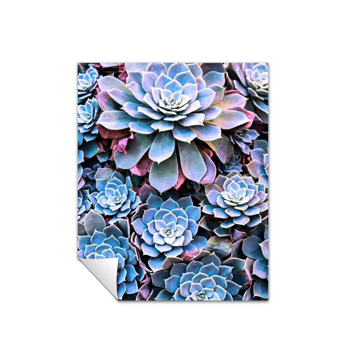 Print Flores Suculentas 269