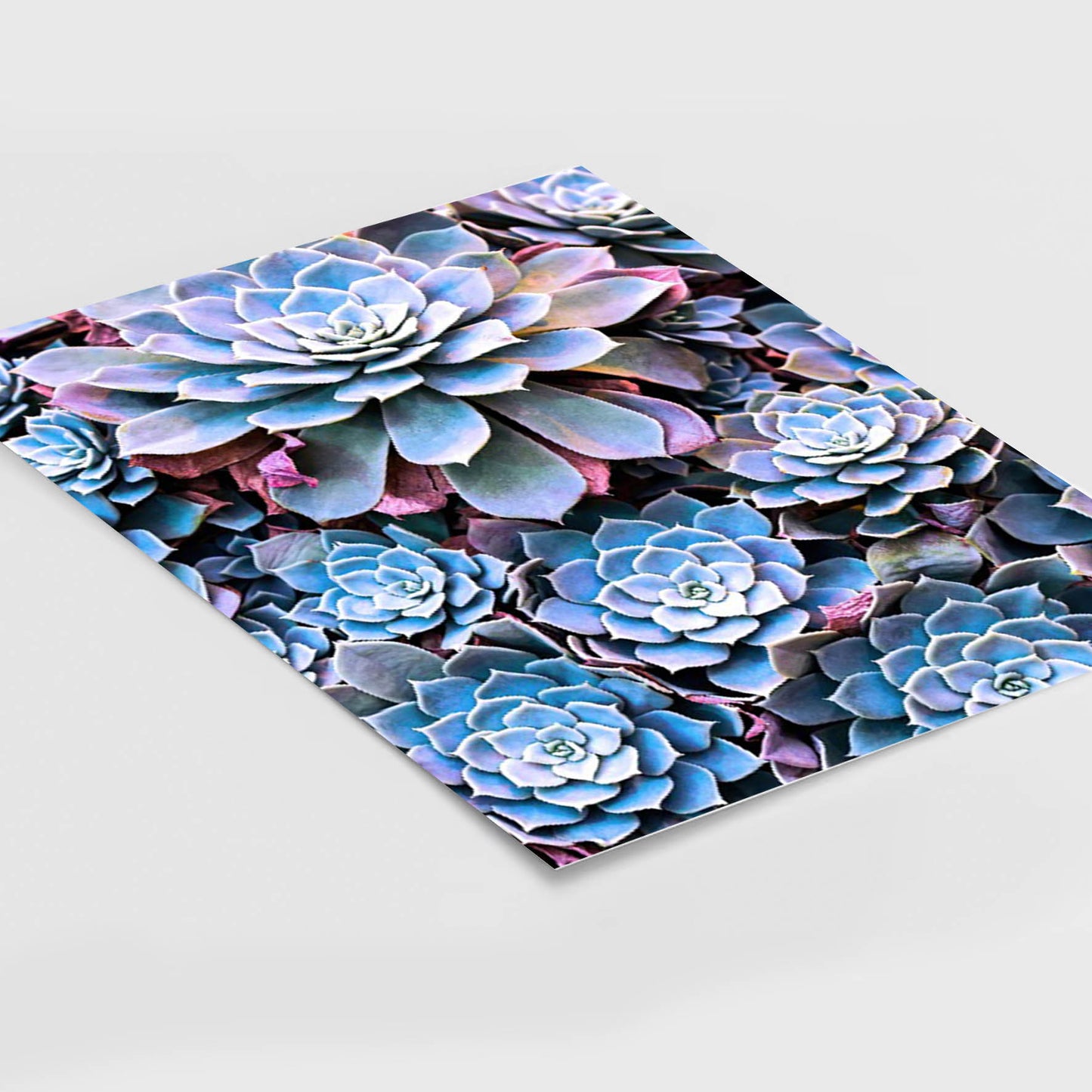 Print Flores Suculentas 269