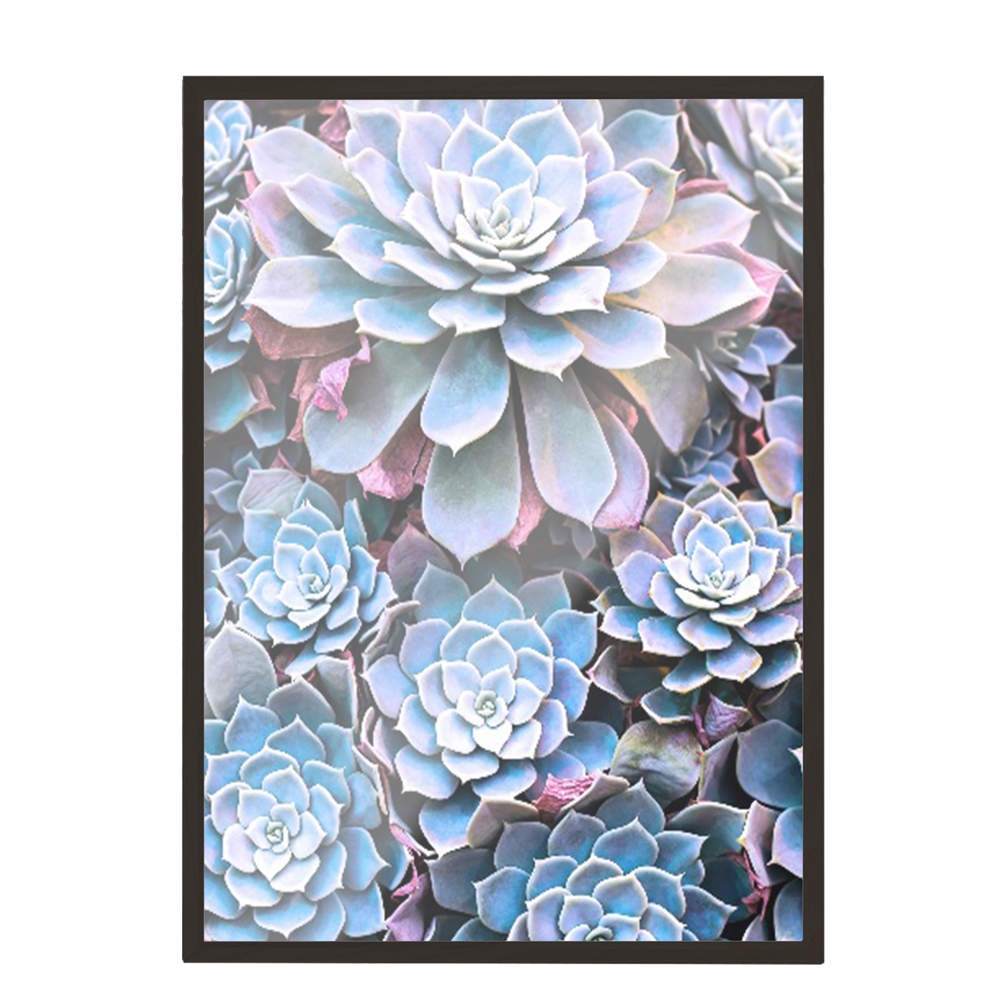 Print Flores Suculentas 269