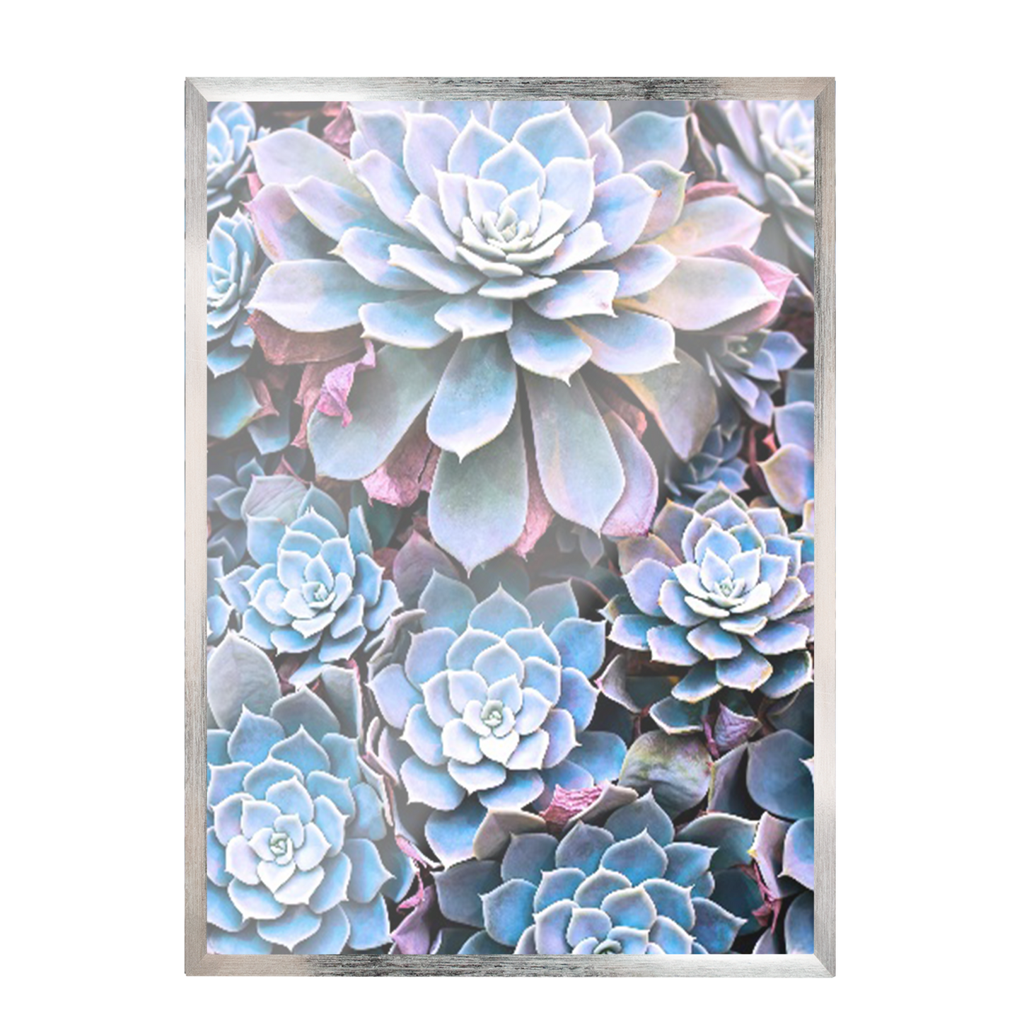 Print Flores Suculentas 269