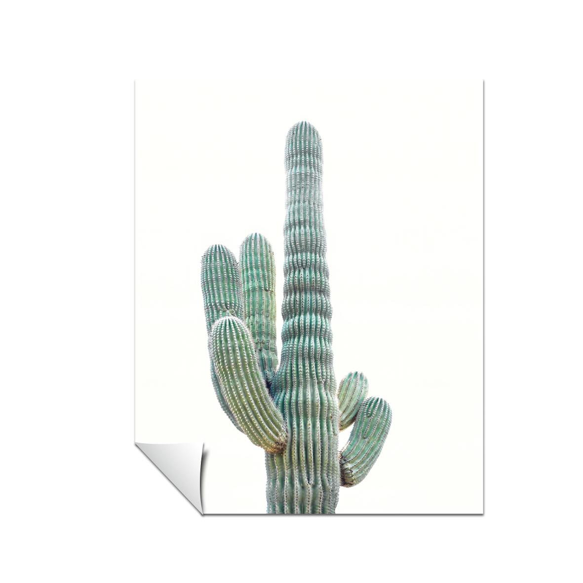 Minimalista cactus 60